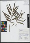 Foto von Salix viminalis L.